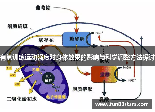 有氧训练运动强度对身体效果的影响与科学调整方法探讨